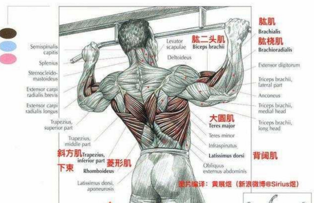 背部肌肉訓練器械,關于背部肌肉訓練器械與快捷問題解決方案的專業(yè)探討——專業(yè)款62.28.73,適用性執(zhí)行方案_套版26.56.66