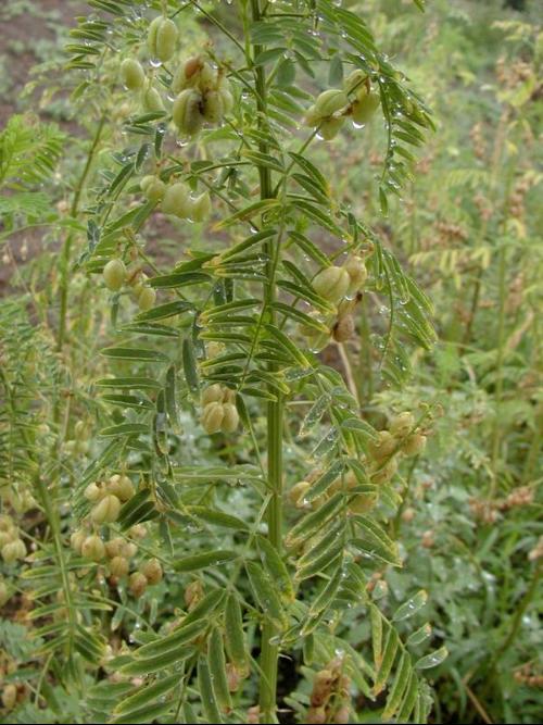 黃芪圖片植株,探索黃芪，從植株圖片到實(shí)地計(jì)劃驗(yàn)證策略,資料大全_輕量版23.23.37