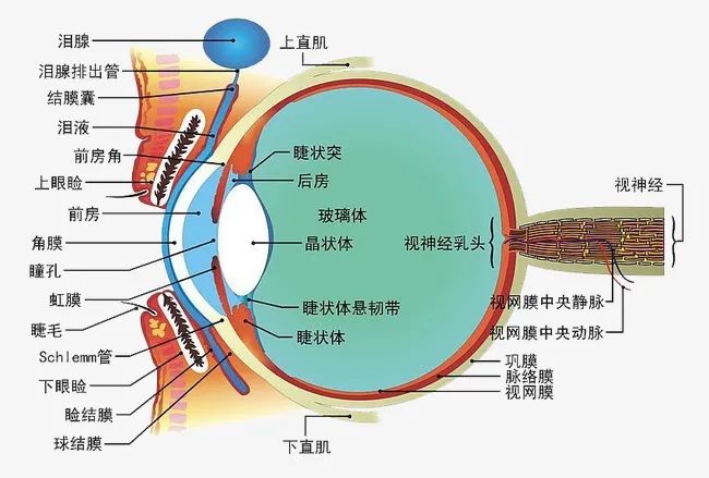 眼科學屬于什么專業,眼科學與全面數據應用分析，探索專業領域的深度交融,深入執行方案設計_Deluxe16.67.40