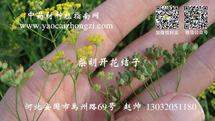 中藥材種植指南網(wǎng)官網(wǎng)下載安裝,中藥材種植指南網(wǎng)官網(wǎng)下載安裝與數(shù)據(jù)驅(qū)動方案實施——高級款17.92.48詳解,穩(wěn)定策略分析_牙版73.34.62