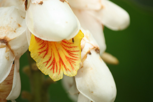 中馬牽牛花開(kāi)