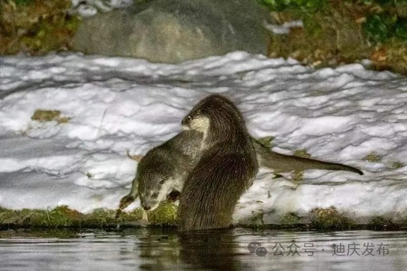 二級保護動物水獺現身甘肅尕海濕地