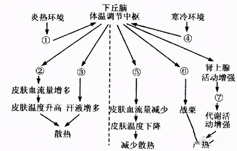 發(fā)燒是人體自帶的體溫調(diào)節(jié)系統(tǒng)