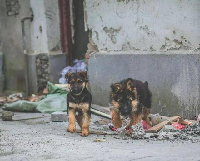 家長稱遭惡犬咬傷孩子右眼仍無反應