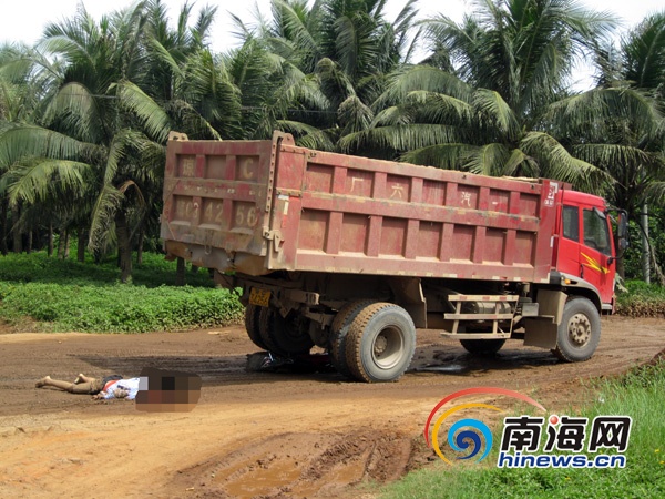 被大貨車壓死的狼無法判斷是網(wǎng)紅狼