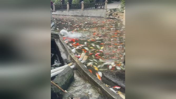 步行街觀賞魚一夜之間大量死亡