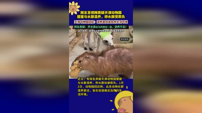 動物園回應水豚被猩猩欺負虐待