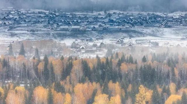 新疆雪后現大地之樹