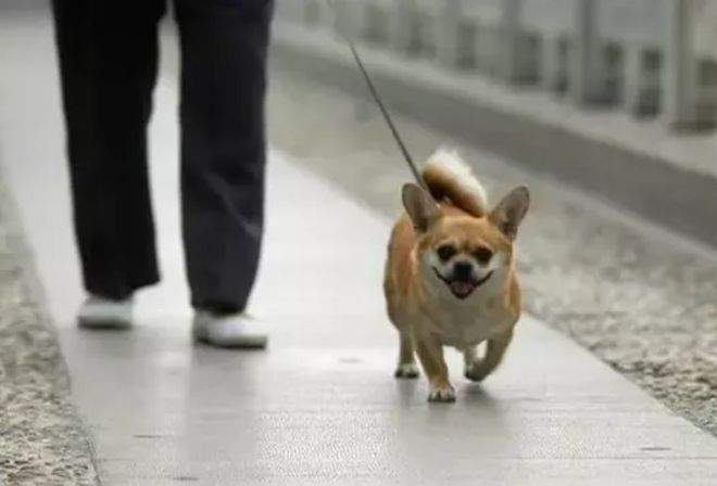 制止4條大型犬咬人男子系飼養員