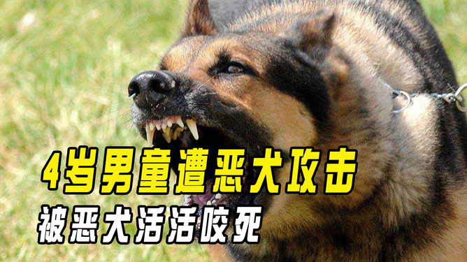 遭惡犬襲擊4歲男童或需全身換血