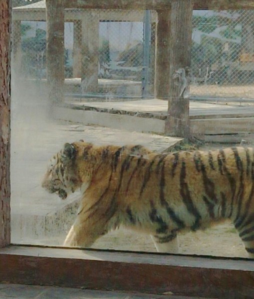 長沙生態動物園回復老虎餓成皮包骨