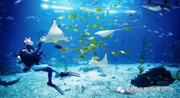 日本水族館翻車魚因沒游客自閉