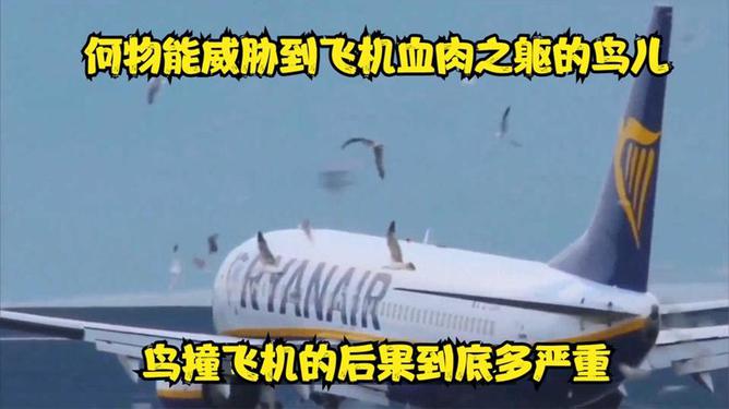 航空專家稱鳥撞導致惡性事故較為罕見,數據導向實施步驟_Device82.41.62