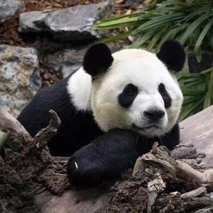 北京動物園大熊貓“古古”去世,實(shí)時數(shù)據(jù)解釋定義_專業(yè)款34.80.62