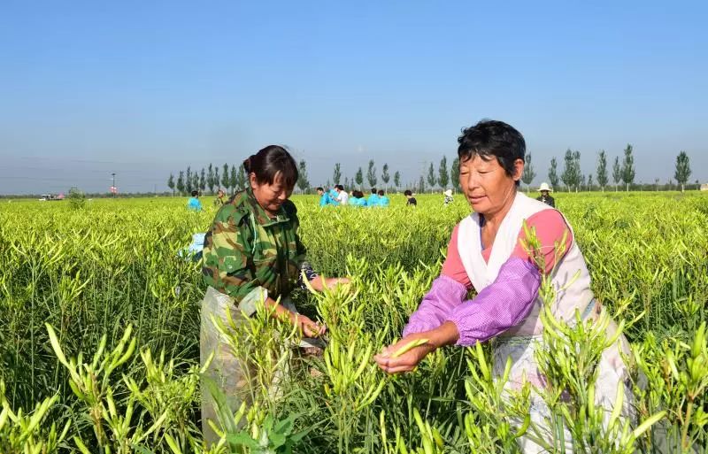 官家婆精準資料一肖特馬,楊妞花痛哭被困父母墳頭1313天