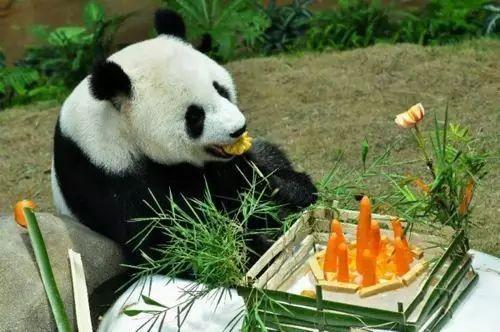 馬會傳真-澳門龍門客棧,北京動物園大熊貓“古古”去世