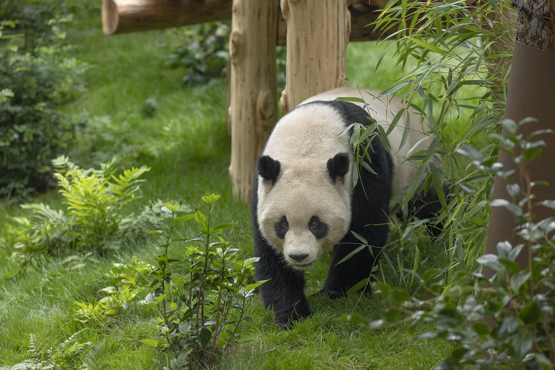 澳彩全年2025年歷史圖片,北京動物園大熊貓“古古”去世