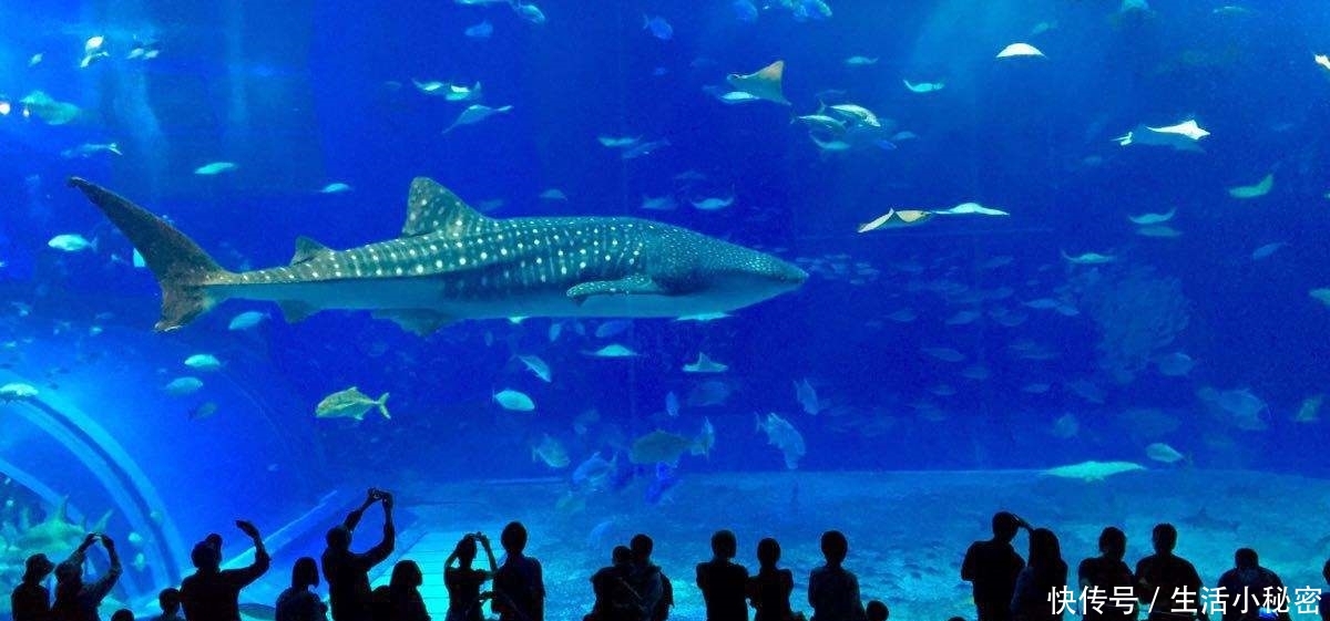 天天彩贏,日本水族館翻車魚因沒游客自閉